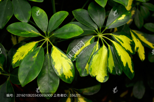 花葉鴨腳木