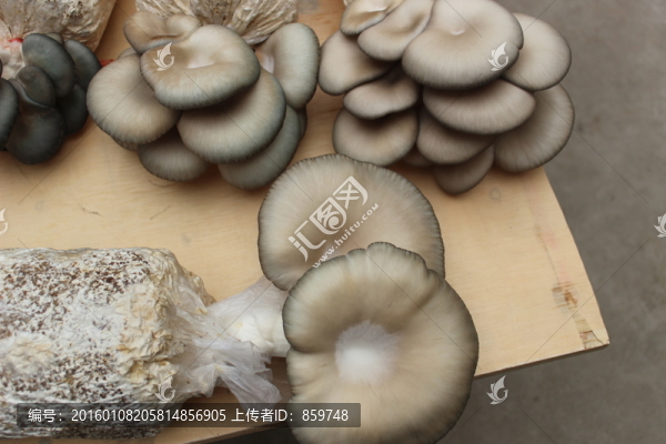 蘑菇