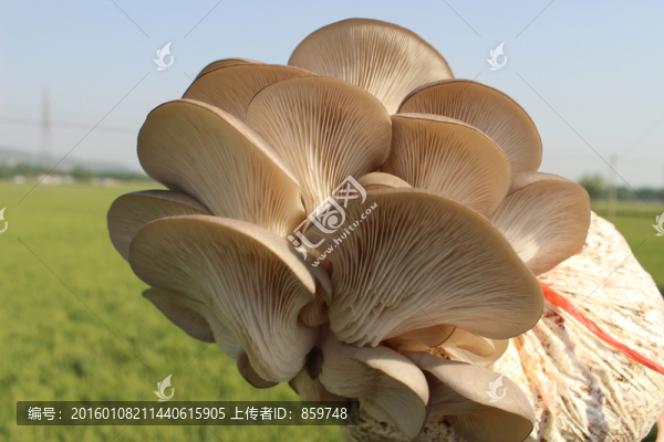 平菇
