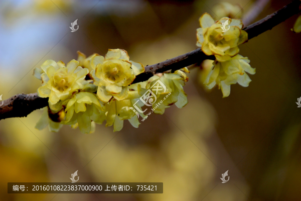 臘梅