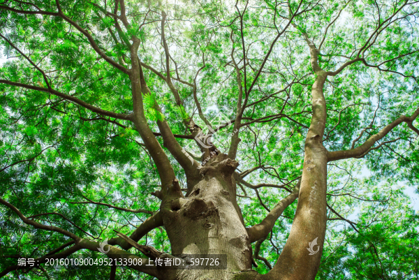 綠樹(shù)陽(yáng)光