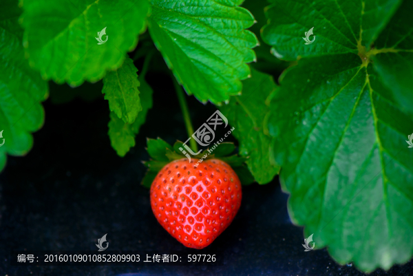 草莓