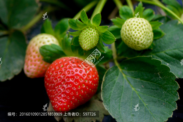草莓
