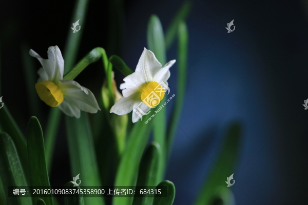 水仙花