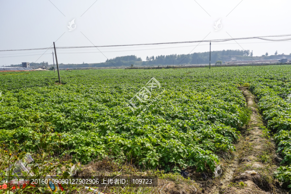蔬菜,植物,辣椒,蘿卜
