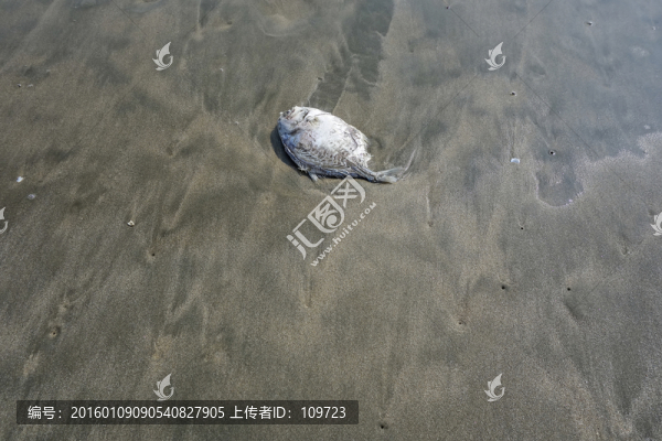 魚