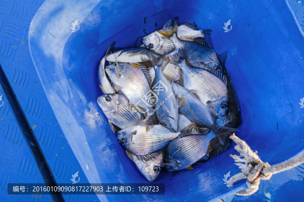 魚