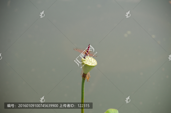 紅蜻蜓