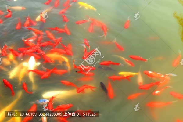 南京玄武湖風(fēng)光