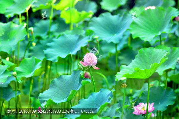 荷花