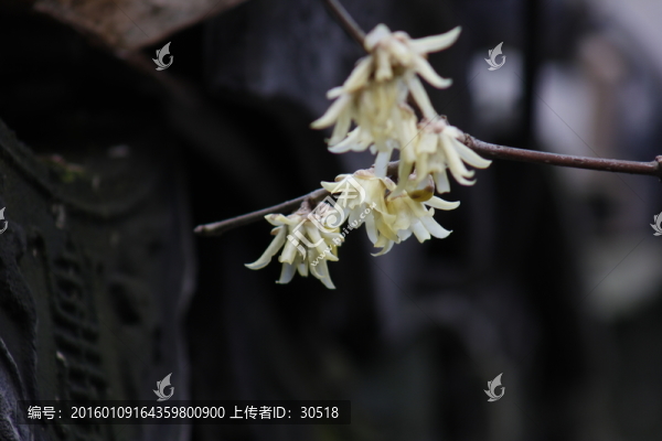 迎春花