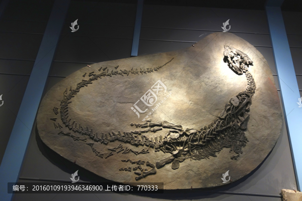 化石,短吻貧齒龍