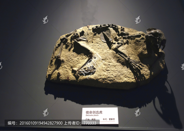 化石,宿命劍齒虎