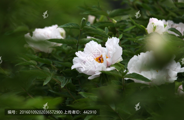 牡丹