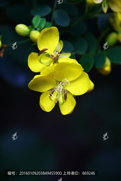 黃花