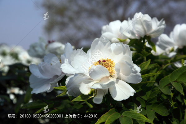 牡丹