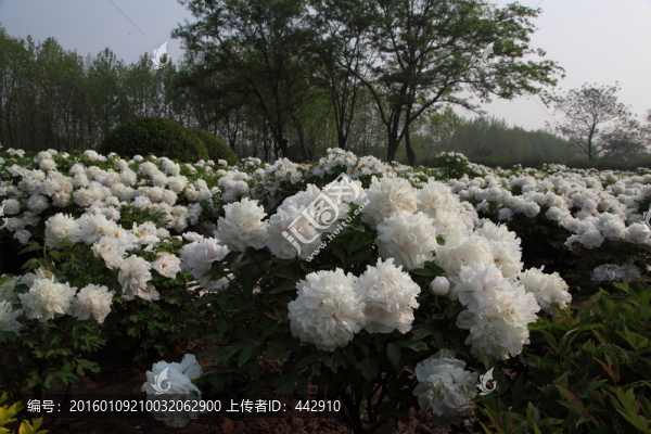 牡丹