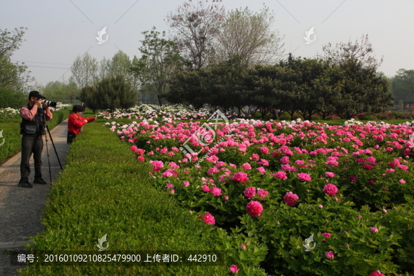 牡丹