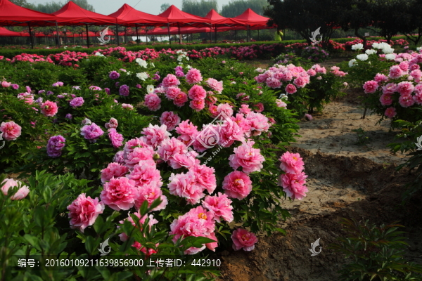 牡丹