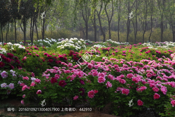 牡丹