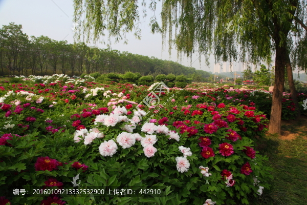 牡丹