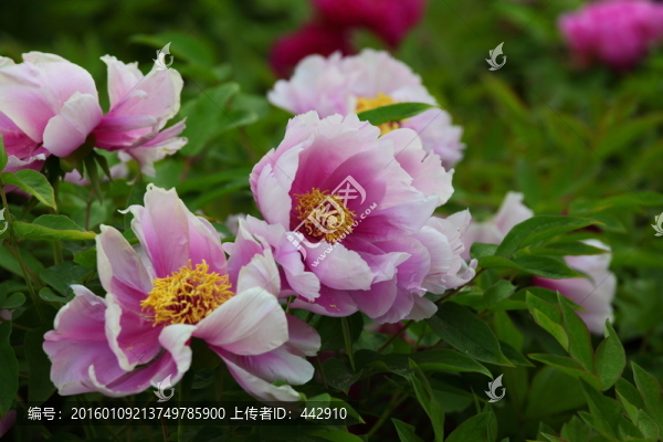 牡丹