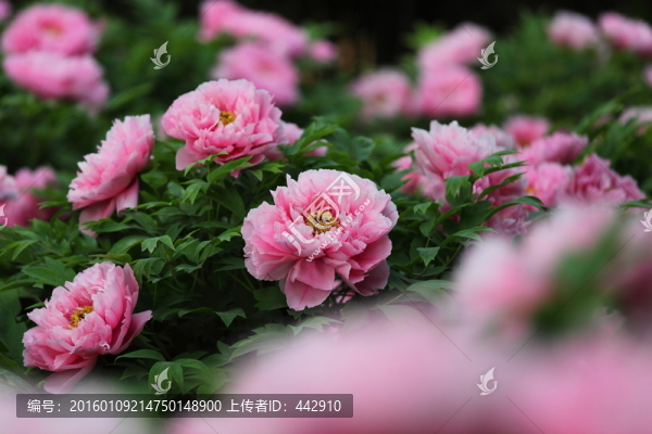 牡丹