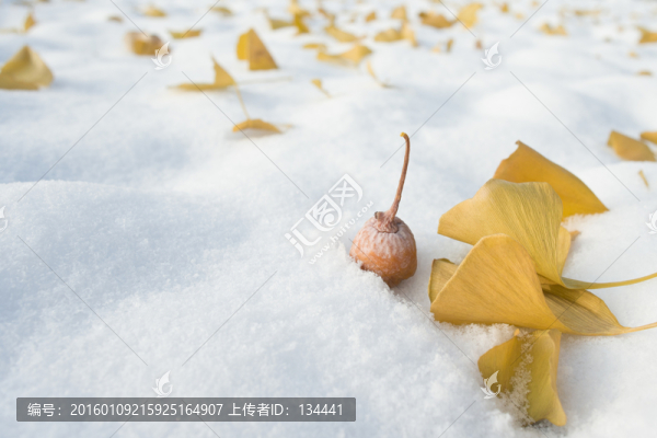 雪地上的銀杏果和銀杏葉