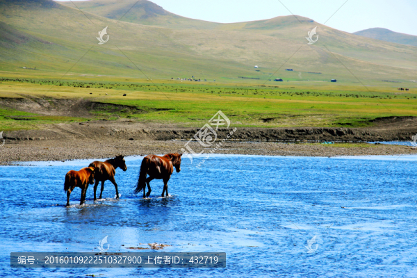 草原河流中奔跑的馬群