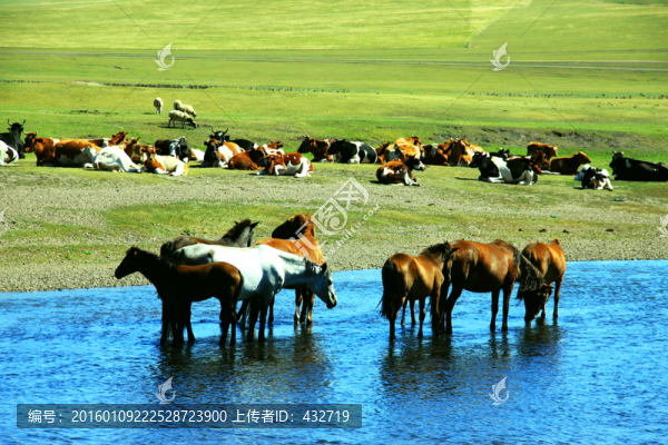 夏季草原河流中的馬群