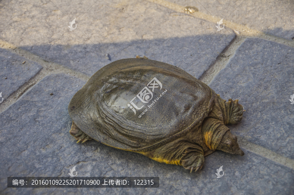 鱉