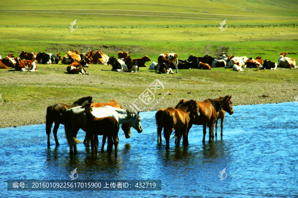 草原河流馬群