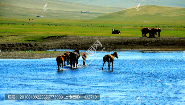 夏季草原河流中的馬群