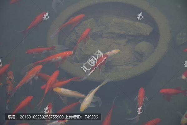 金魚
