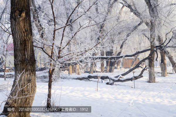 樹林