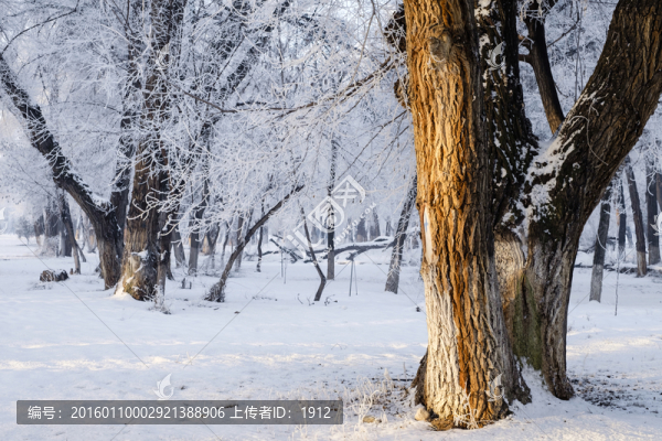 樹林