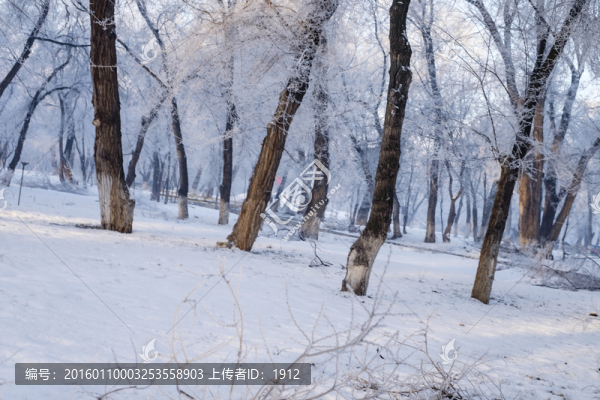 冬雪