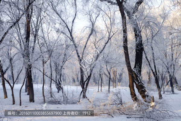 樹林