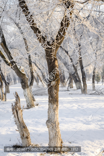雪景