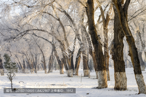 樹林