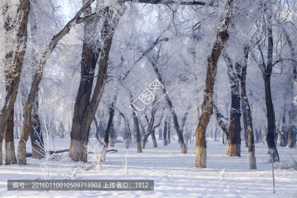 冬雪