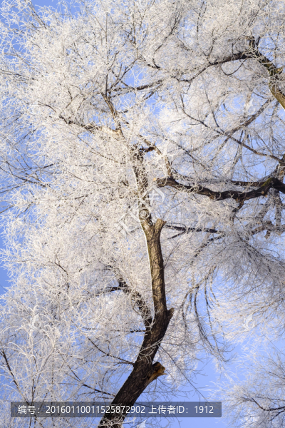 雪景