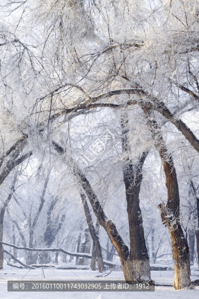樹林