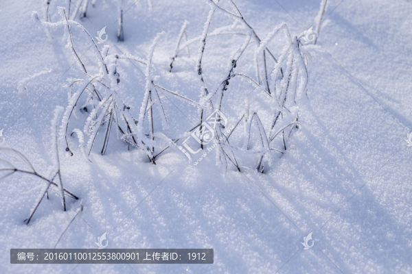 雪地