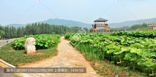 荷花園,荷花節(jié),,荷花