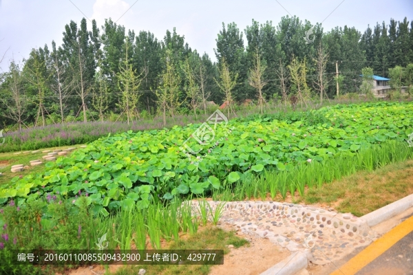 荷花,,荷花灣,,荷花園