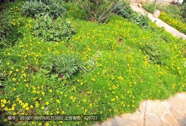 路邊花草,園林綠化,小黃花