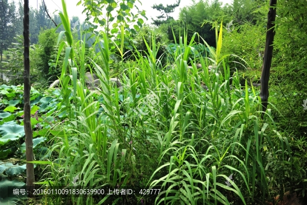 蘆葦,園林景觀