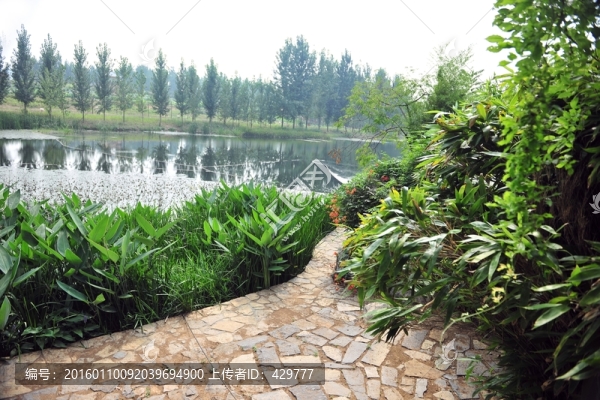 公園風(fēng)景,水草,水景區(qū)