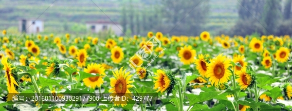 葵花園,向日葵